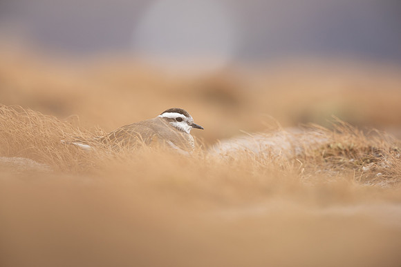 Dotterel, Cairngorms, June 2021