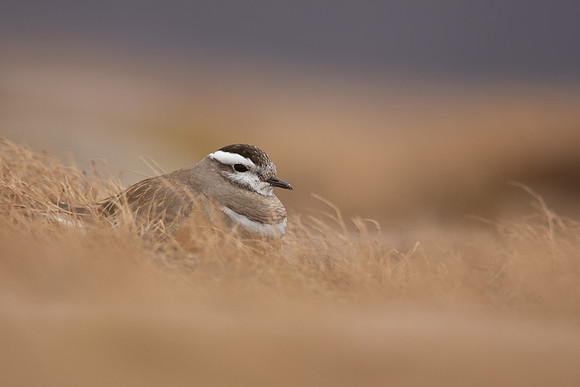 Dotterel, Cairngorms, June 2021