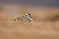 Dotterel, Cairngorms, June 2021