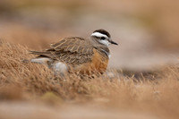 Dotterel, Cairngorms, June 2021