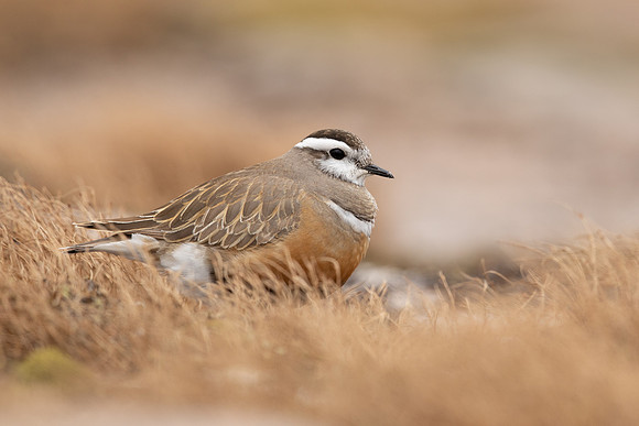 Dotterel, Cairngorms, June 2021