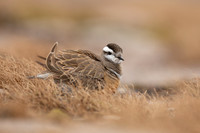 Dotterel, Cairngorms, June 2021