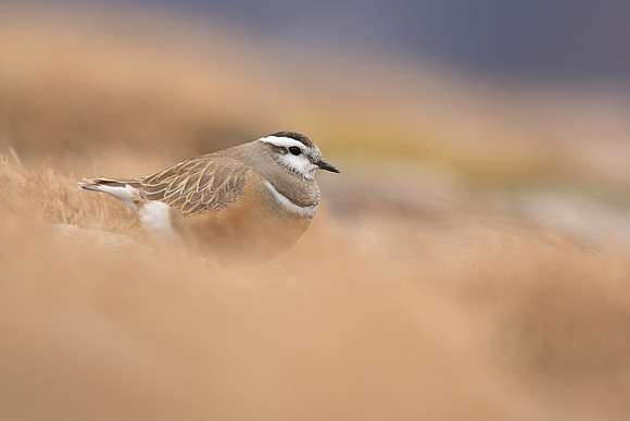 Dotterel, Cairngorms, June 2021