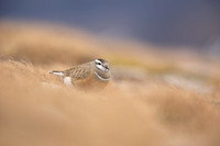 Dotterel, Cairngorms, June 2021