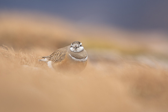 Dotterel, Cairngorms, June 2021