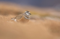 Dotterel