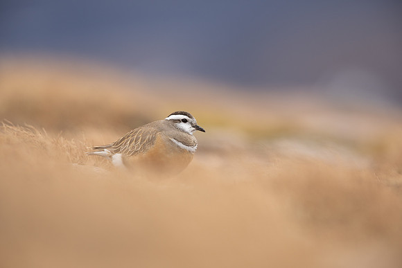 Dotterel, Cairngorms, June 2021