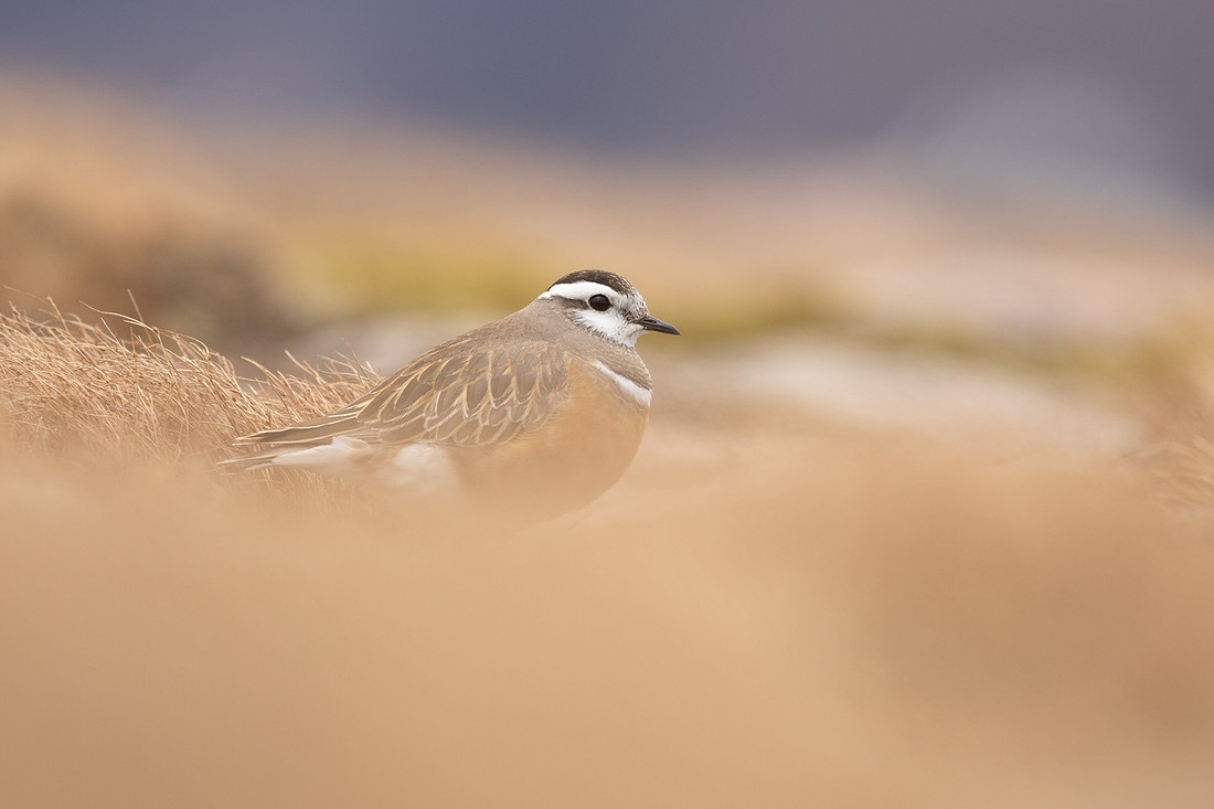 Dotterel, Cairngorms, June 2021