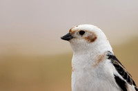 Snow Bunting, Cairngorms, June 2021.
