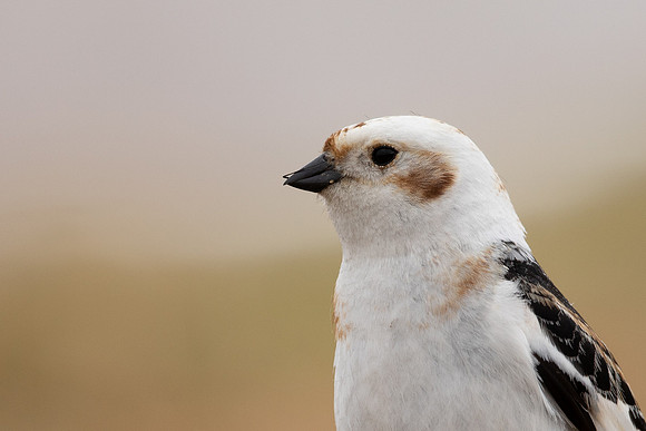 Snow Bunting, Cairngorms, June 2021.