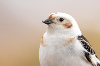 Snow Bunting, Cairngorms, June 2021