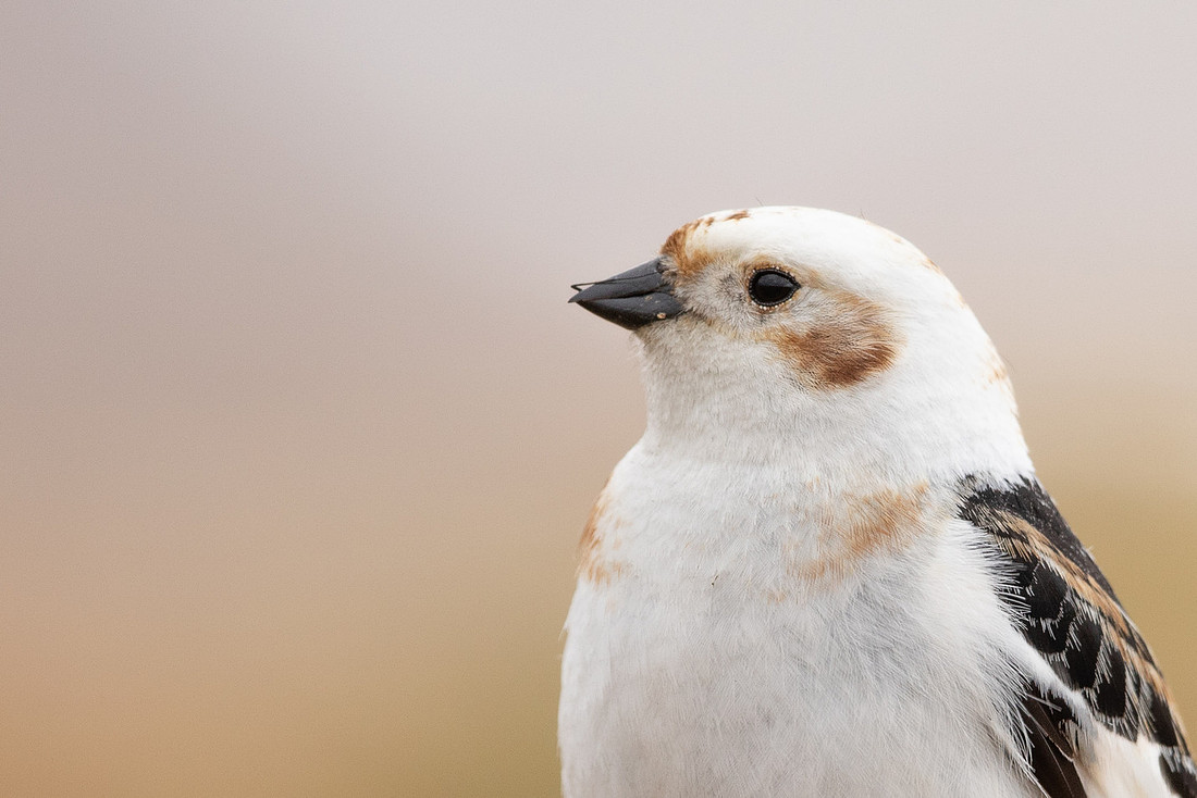 Snow Bunting, Cairngorms, June 2021