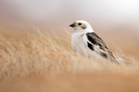 Snow Bunting, Cairngorms, June 2021