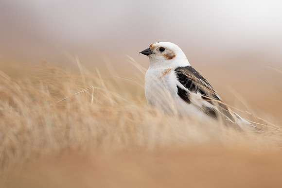 Snow Bunting, Cairngorms, June 2021