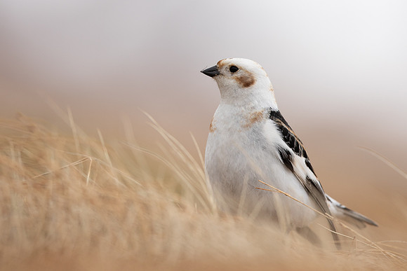 Snow Bunting, Cairngorms, June 2021