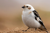 Snow Bunting, Cairngorms, June 2021