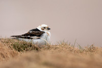 Snow Bunting, Cairngorms, June 2021