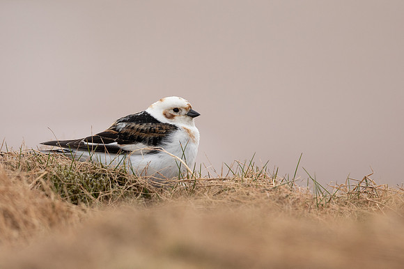 Snow Bunting, Cairngorms, June 2021