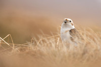 Snow Bunting, Cairngorms, June 2021