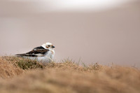 Snow Bunting, Cairngorms, June 2021