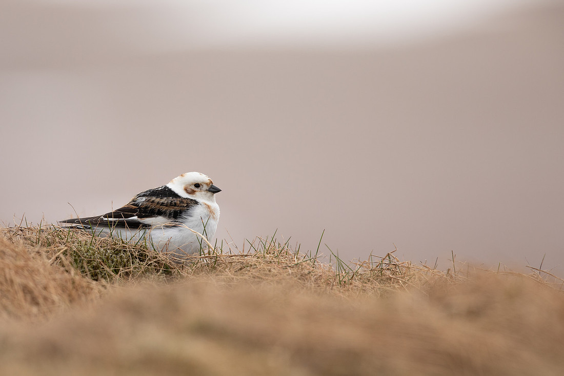 Snow Bunting, Cairngorms, June 2021