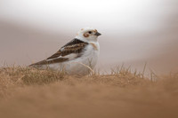 Snow Bunting, Cairngorms, June 2021