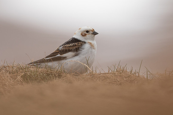 Snow Bunting, Cairngorms, June 2021