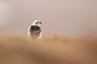 Snow Bunting, Cairngorms, June 2021