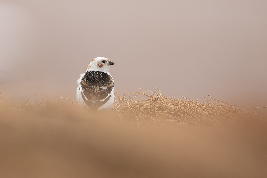 Snow Bunting, Cairngorms, June 2021