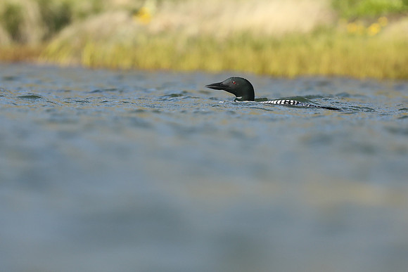 Great Northern Diver, Iceland, June 2019