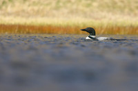 Great Northern Diver, Iceland, June 2019