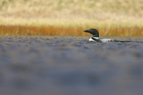 Great Northern Diver, Iceland, June 2019