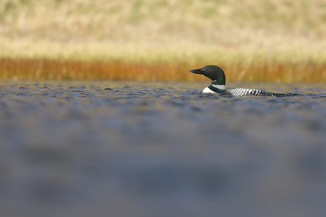 Great Northern Diver, Iceland, June 2019