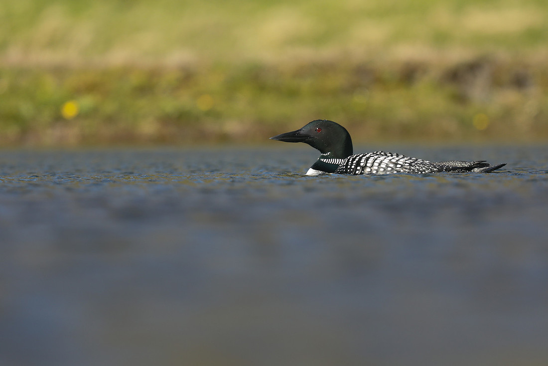 Great Northern Diver, Iceland, June 2019