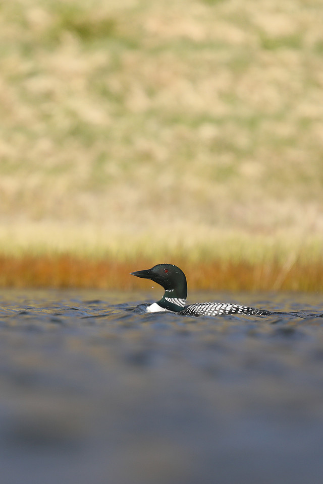 GND19