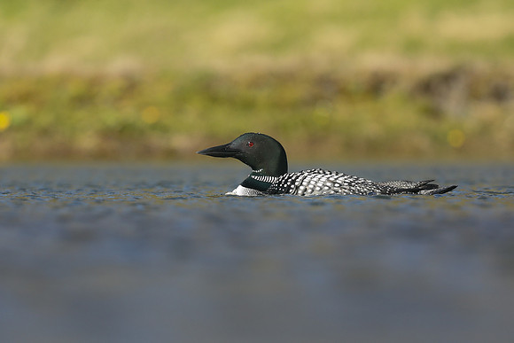 Great Northern Diver, Iceland, June 2019