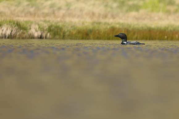 Great Northern Diver, Iceland, June 2019