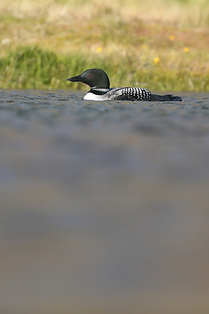 Great Northern Diver, Iceland, June 2019