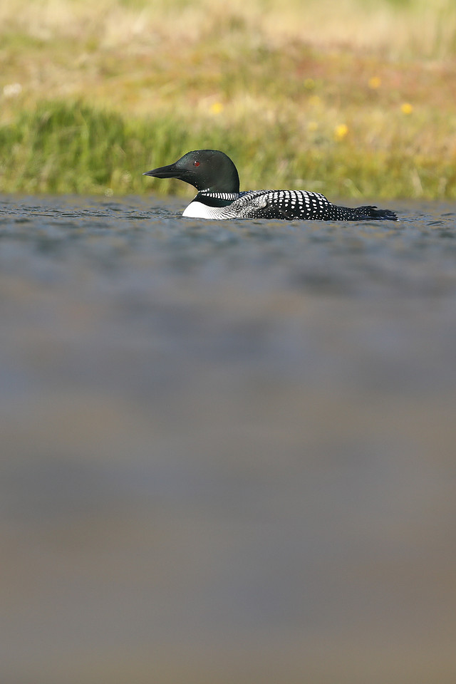 Great Northern Diver, Iceland, June 2019