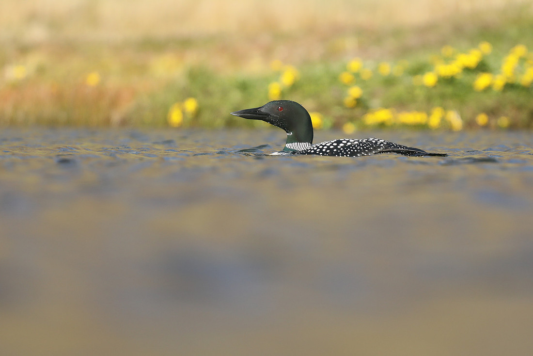 Great Northern Diver, Iceland, June 2019