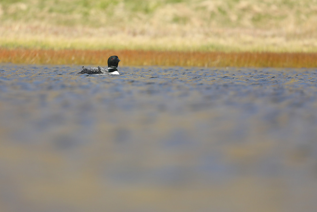 Great Northern Diver, Iceland, June 2019