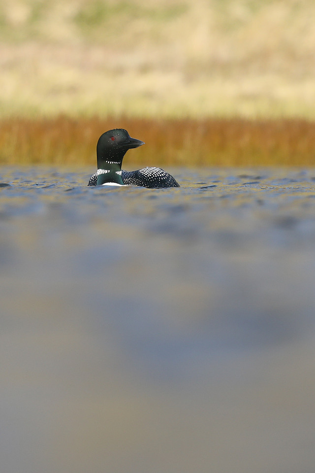 Great Northern Diver, Iceland, June 2019