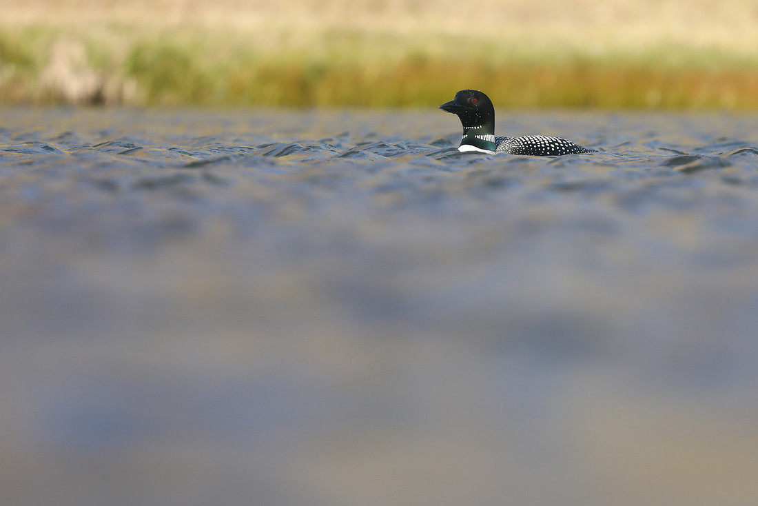 Great Northern Diver, Iceland, June 2019