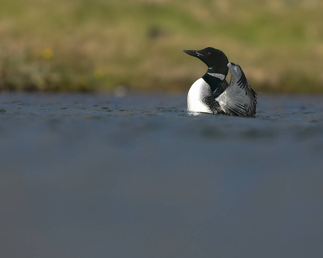 Great Northern Diver, Iceland, June 2019