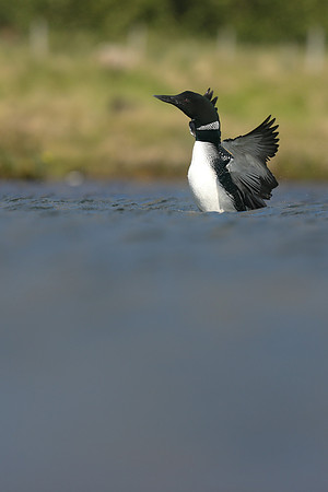 Great Northern Diver, Iceland, June 2019