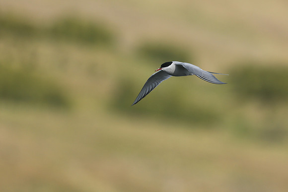 Arctic Tern, Iceland, June 2019
