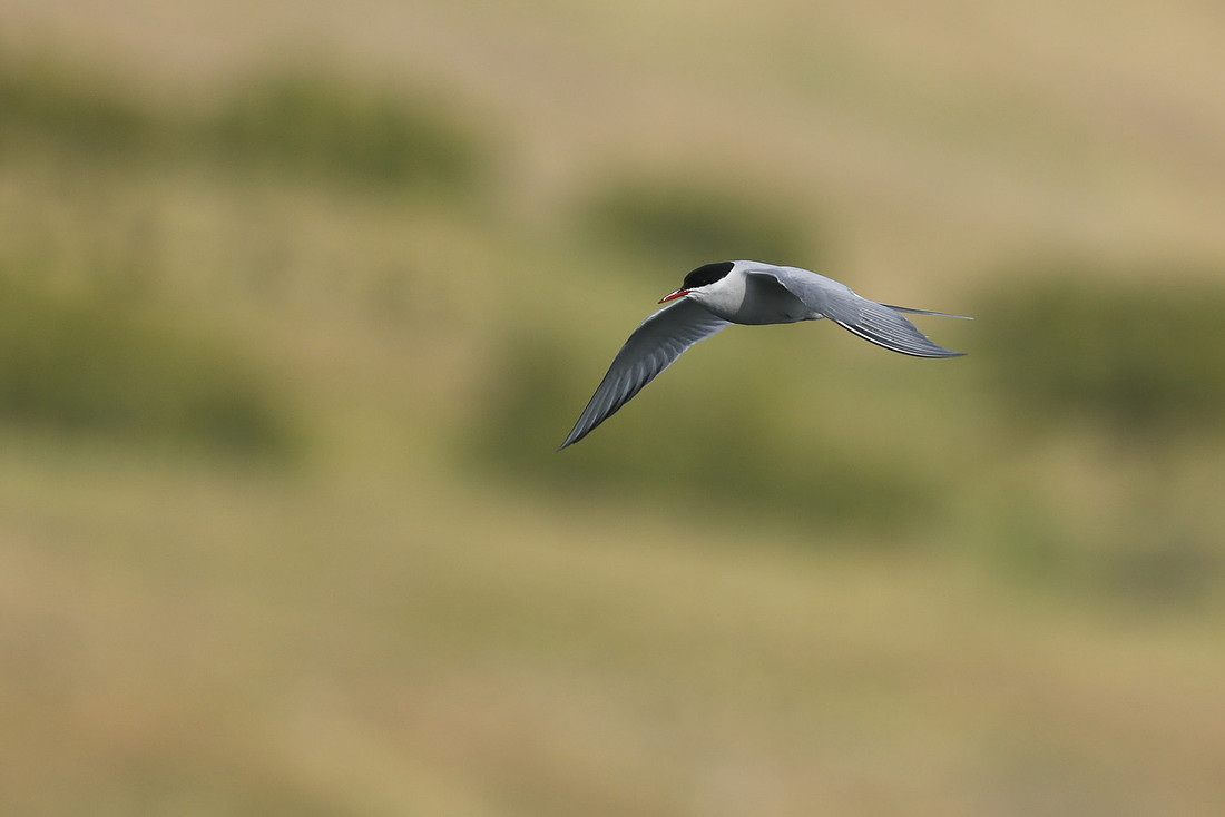 Arctic Tern, Iceland, June 2019