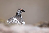 Ptarmigan, Cairngorms, June, 2021