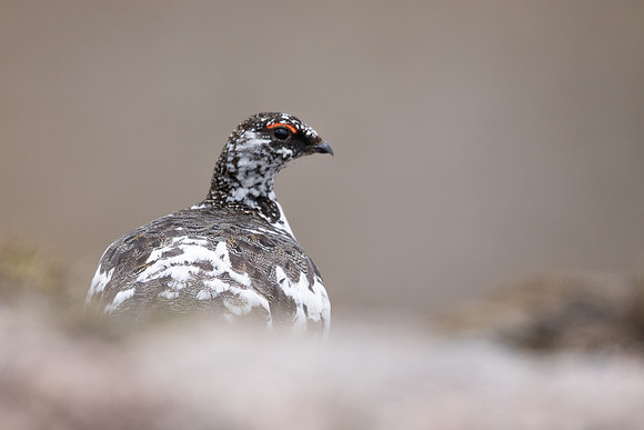 Ptarmigan, Cairngorms, June, 2021