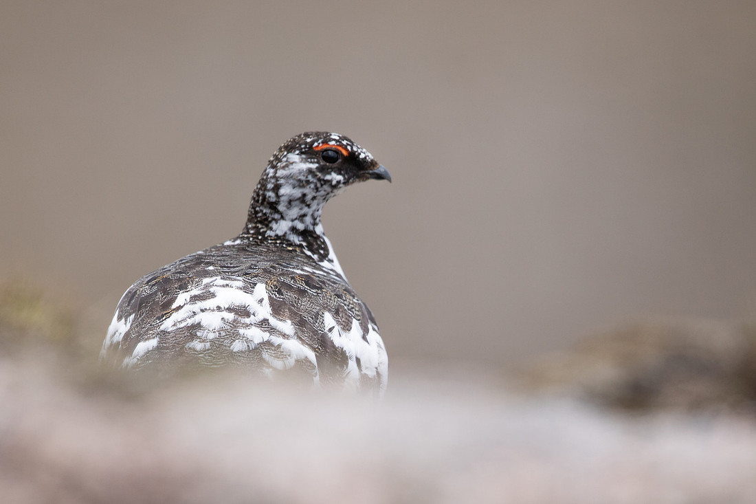 Ptarmigan, Cairngorms, June, 2021
